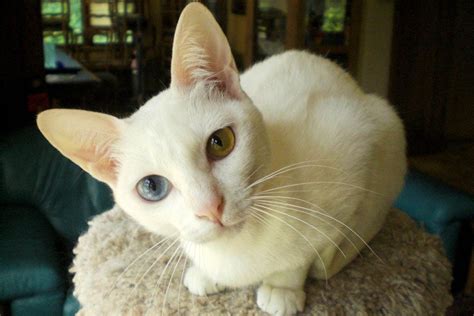 how to know if my cat is khao manee|Khao Manee Cat Breed Profile .